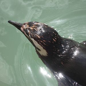 Magellanic Penguin close-up