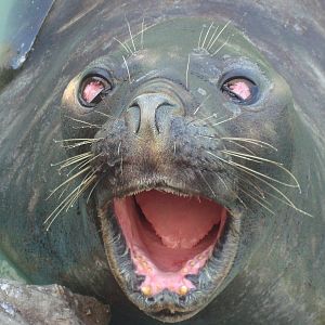 Rescued Elephant Seal close-up