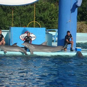 Dolphins - Mom and calf