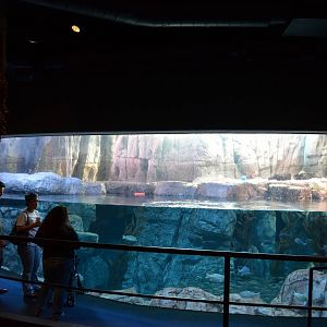Sea Otter Habitat