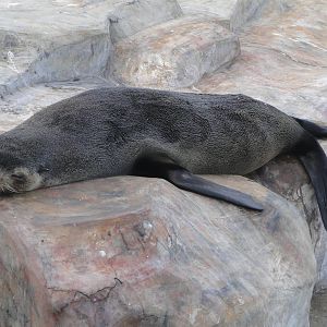 South American fur seal