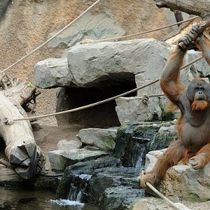 Orang Utan at Hamburg