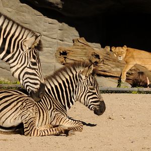 Zebras and lion at Hamburg