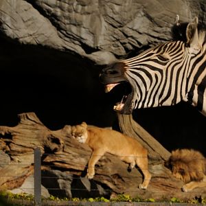 Zebras and lion at Hamburg