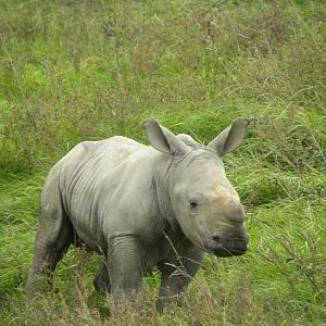 Baby rhino