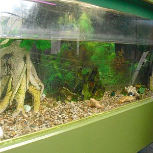 African Clawed Frog Display - 16/10/2011