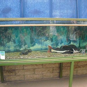 Redtail Catfish Tank - 16/10/2011