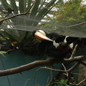 Rotterdam Zoo 2011 - Toco Toucan