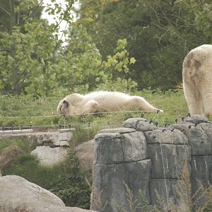 Rotterdam Zoo 2011 - Polar Bear