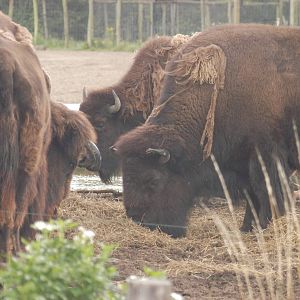 Rotterdam Zoo 2011 - Bison