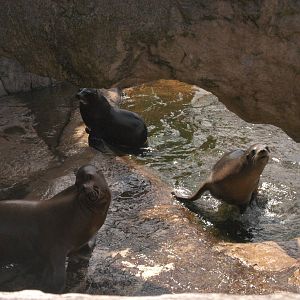 Rotterdam Zoo 2011 - Californian Sea Lion
