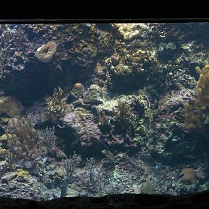 Rotterdam Zoo 2011 - Coral Reef