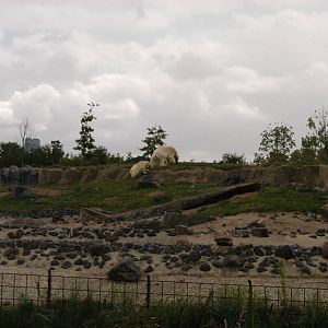 Rotterdam Zoo 2011 - Polar Bear