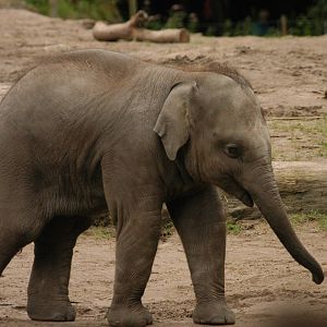 Rotterdam Zoo 2011 - Asian Elephant