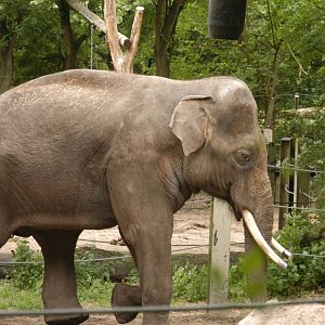 Rotterdam Zoo 2011 - Asian Elephant