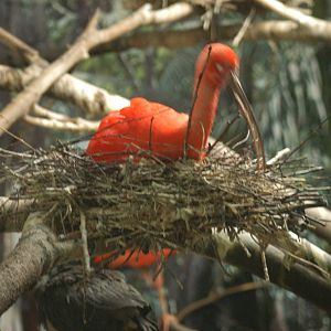 Rotterdam Zoo 2011 - Scarlet Ibis
