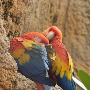 Rotterdam Zoo 2011 - Scarlet Macaw