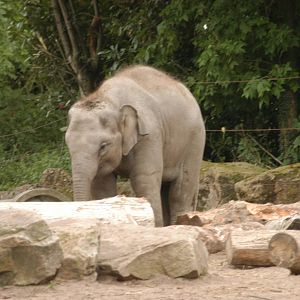 Rotterdam Zoo 2011 - Asian Elephant