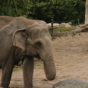 Rotterdam Zoo 2011 - Asian Elephant