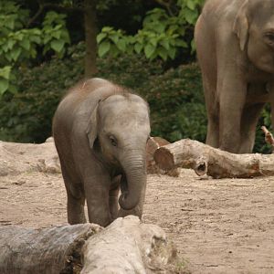 Rotterdam Zoo 2011 - Asian Elephant