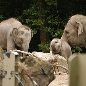 Rotterdam Zoo 2011 - Asian Elephant