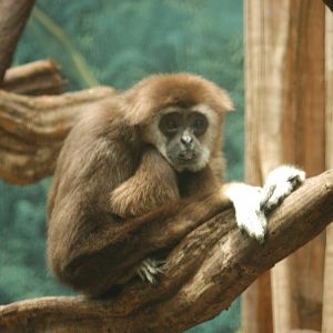 Rotterdam Zoo 2011 - Lar Gibbon