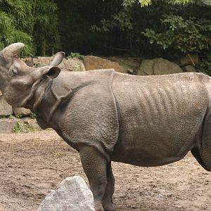Rotterdam Zoo 2011 - Indian Rhino