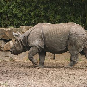 Rotterdam Zoo 2011 - Indian Rhino