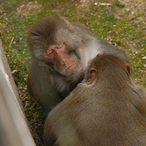 Rotterdam Zoo 2011 - Japanese Macaque