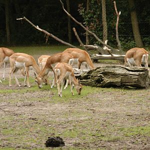 Rotterdam Zoo 2011 - Blackbuck