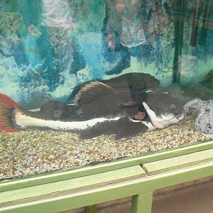 Redtail Catfish - 16/10/2011