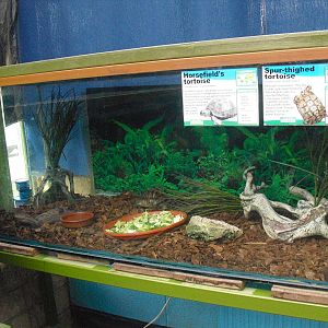 Tortoise Tank - 16/10/2011