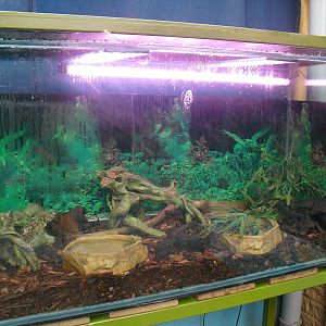 Cane Toad Tank - 16/10/2011