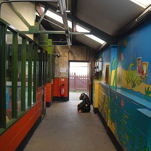 Animal Building - 16/10/2011