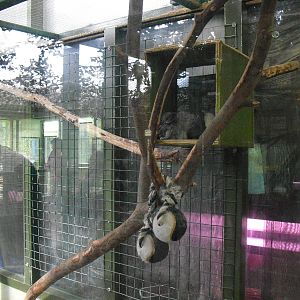 Chinchilla Enclosure - 16/10/2011