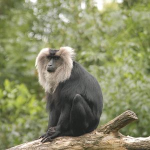 Rotterdam Zoo 2011 - Lion-Tailed Macaque