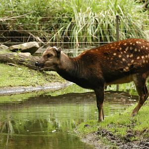 Rotterdam Zoo 2011 - Prince Alfred Deer