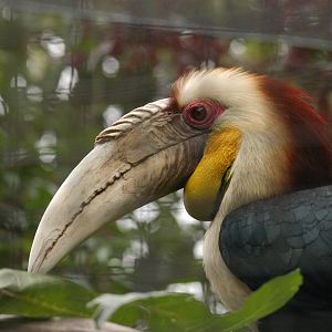 Rotterdam Zoo 2011 - Wreathed Hornbill