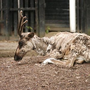 Rotterdam Zoo 2011 - Reindeer