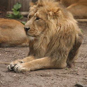 Rotterdam Zoo 2011 - Asian Lion