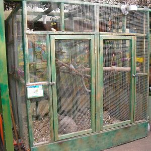 Budgerigar Aviary - 16/10/2011