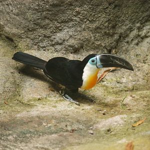 Rotterdam Zoo 2011 - Channel-Billed toucan