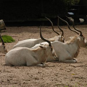 Rotterdam Zoo 2011 - Addax