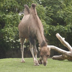 Rotterdam Zoo 2011 - Camel