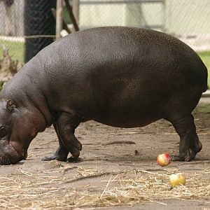 Rotterdam Zoo 2011 -