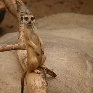 Rotterdam Zoo 2011 - Meerkat