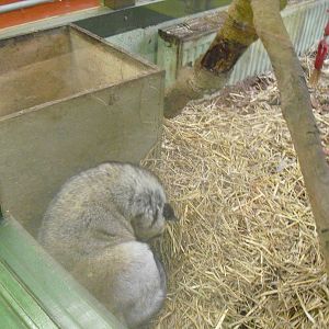 Common Palm Civet (I think?) - 16/10/2011