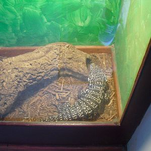 Argentine Black and White Tegu - 16/10/2011