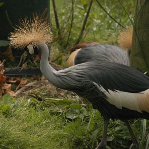 Rotterdam Zoo 2011 - Crowned Crane