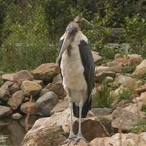 Rotterdam Zoo 2011 - Marabou Stork